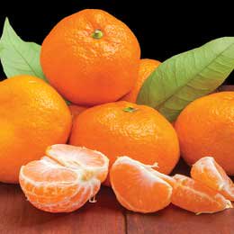 熟したマンダリンオイルの皮からとるエッセンス/マンダリンはスイートオレンジに比べてもわっとまるっとした香りの特徴がある/オレンジは学名が同じでどの段階でとった香りかでずいぶん変化がある