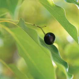Ravintsaraクスノキ科の植物/学名と植物の種類が多くて混沌としている/クスノキのケモタイプ