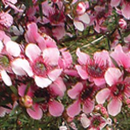 マヌカハニーで有名なマヌカ精油/日本でも時々庭木として育ててる家があるので花の匂いを嗅ぐことは可能です（そのまんまです）/ちなみに多摩センターのイトーヨーカドーの前にあります