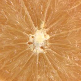 ホワイトグレープフルーツのBIO/このサイズのかんきつフルーツになると花のサイズも格別大きく見応えがある/フレッシュでキュっと甘苦いかんきつ系の香