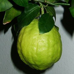 ブッシュカンとも呼ばれるシトロンはベルガモットとレモンを足したようなさわやかな香り/上品ですごく香り高い/クエン酸を生成する