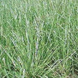 土のような香り/イネ科の虫よけになるオイル/ねっとり粘着質