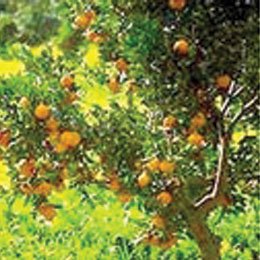 果皮をジャムにしたり砂糖漬けにして食べるとおいしい/香り高い果実/濃い色のエッセンス