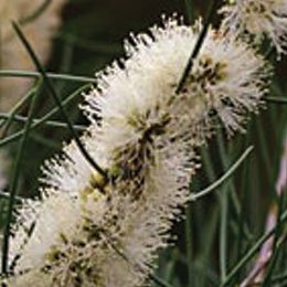 オーストラリアからのフトモモファミリー/シトラスっぽいさわやかな香りが人を魅了する/たわしみたいな花がかわいい