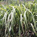 インドネシア産のシトロネラ/セイロンとジャワがあり、学名が違っています/虫よけの香り