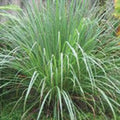 個人的にすごく大好き個性的な香り/イネ系のシュッとした植物/主張するのでブレンドが難しい