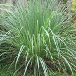個人的にすごく大好き個性的な香り/イネ系のシュッとした植物/主張するのでブレンドが難しい