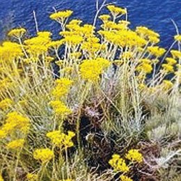 カレープラントというくらいなので生花は結構スパイシーです/蒸留したらまた個性的な変わった香りになります/イモーテル、エバーラスティング