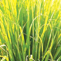 イネファミリーのしゅっとした植物/イネファミリーはレモンの香りがしたりバラの香りがしたり面白い/バラの成分をもつためローザという名前がついている