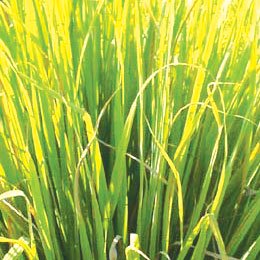 イネファミリーのしゅっとした植物/イネファミリーはレモンの香りがしたりバラの香りがしたり面白い/バラの成分をもつためローザという名前がついている