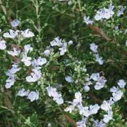 いっとき認知症昼オイルというのが流行ったときローズマリーがすごい勢いで市場からなくなった/あのときなくなったと思われるローズマリーはちゃんと消費されたのかが気になる/多分つかわれなくて捨てられちゃったのかな・・・（涙