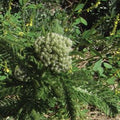きれいなブルーのオイル/キクの特長の香り/様々な薬効がある