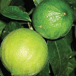 圧搾をしたあとに蒸留をしたオイル/フロクマリンという成分がない（フリー）/使いやすく汎用性がある
