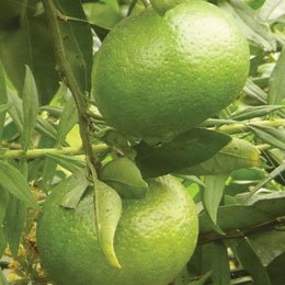 完熟するまえのグリーンのマンダリンの果皮油/色の名前がついているオイルが大好き/名前のイメージ通りグリーンノート！
