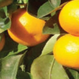 マンダリンの種類の派生/タンジェリンとマンダリンとクレメンタインはよく似ています/オレンジ×マンダリン＝タンジェリン