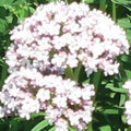 バレリアンCO2/Valerian/Valeriana officinalis