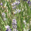 CO２のインドラベンダー/今までのラベンダーと思って香りを嗅ぐとまったく違う/ブレンド方法で可能性が無限大に広がる
