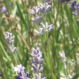 CO２のインドラベンダー/今までのラベンダーと思って香りを嗅ぐとまったく違う/ブレンド方法で可能性が無限大に広がる