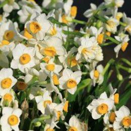 ナルシサスABS/Narcissus ABS/Narcissus poeticus