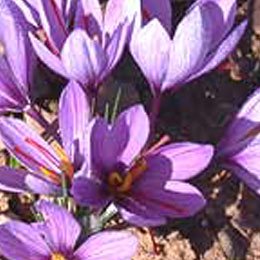 サフランABS/Saffron ABS/Crocus sativus