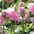 ダマスクローズのCO2タイプ/蒸留より香りがライト。扱いやすい/ブルガリア産