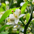 オレンジフラワーCO2/Wild Orange BlossomCO2/Citrus aurantium bigaradia