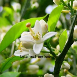 オレンジフラワーCO2/Wild Orange BlossomCO2/Citrus aurantium bigaradia