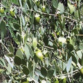 ホホバの最大の魅力はC（炭素）の数のおかげで酸化しにくいということ/そして最大の難点は冬に凍ってしまうこと/このゴールデンホホバはすこしナッティーな香りがします