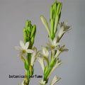 ワイルドチュベローズCO2/Wild Tuberose CO2/Polianthes Tuberosa