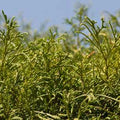 ヒノキ/Hinoki/Chamaecyparis obtusa