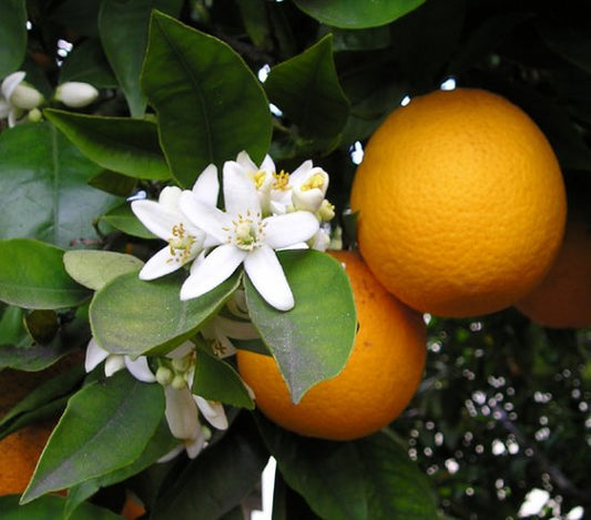 オレンジジュースは果肉の部分、果皮は精油に/圧搾ブラジルタイプ/寝る前にリラックスモードにスイッチをいれる