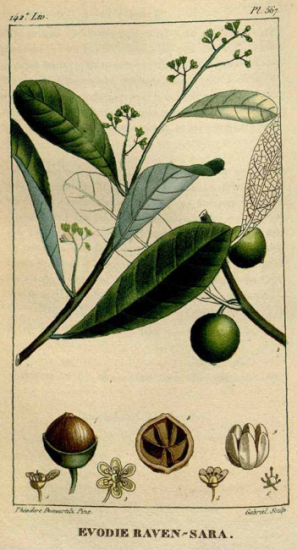 マダガスカルの誇るクスノキのオイル/なんとまあ樹皮からの精油はアニスの香り/葉もこの影響をうけていてスパイスっぽく感じるけどこのオイルは驚くほどアニス。