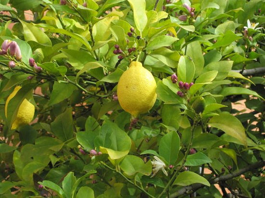 みかん科のプチグレインはどの葉からとったのかというのが香りの決め手になる/レモンの葉の蒸留/さわやかでいい香り