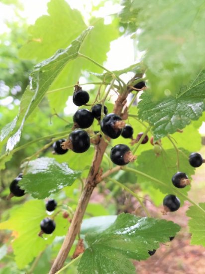 ほっぺの内側がきゅっとする酸味を感じつつベリーの甘さがある/シャーベットばかり思い出す/黒スグリ最大産地はポーランド