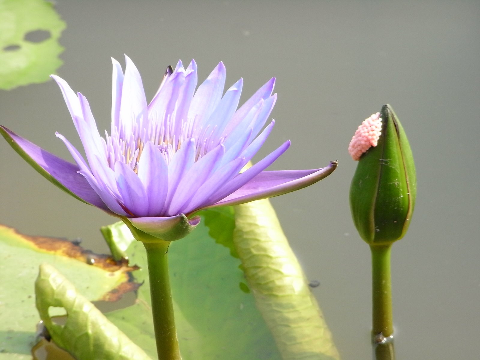 2008年、タイで撮影したブルーロータスの花と蕾